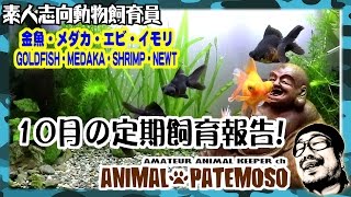 【定期飼育報告】2016年10月を終えてみて 【GOLDFISH 金魚】【メダカ・MEDAKA】【ヌマエビ Shrimp】【BIOTOPE ビオトープ】【アカハライモリ NEWT】