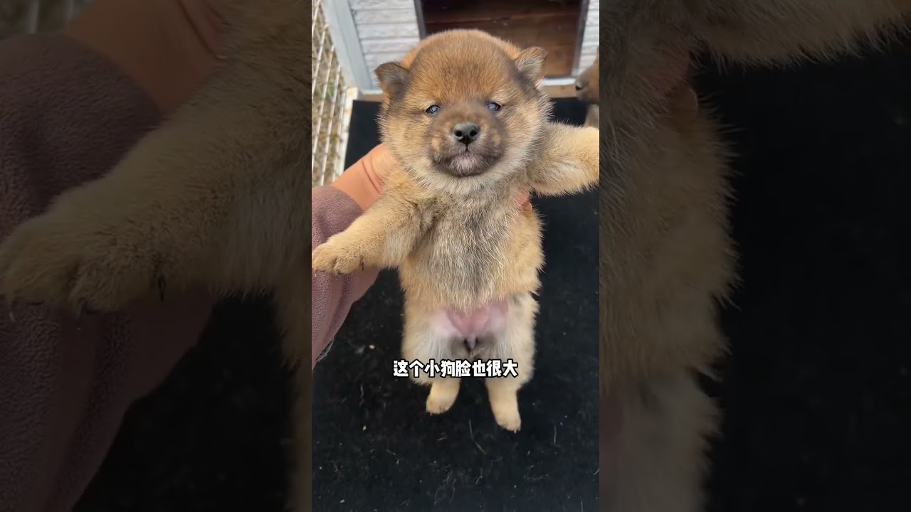 胡麻柴#胡麻柴#胡麻豆#胡麻柴犬小时候#胡麻柴幼犬4只胡麻豆柴满月啦，小狗真的可爱呆萌！真的好让人喜欢！ - YouTube