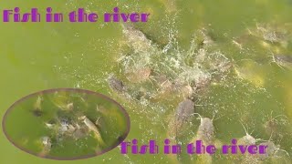 Fish in the river