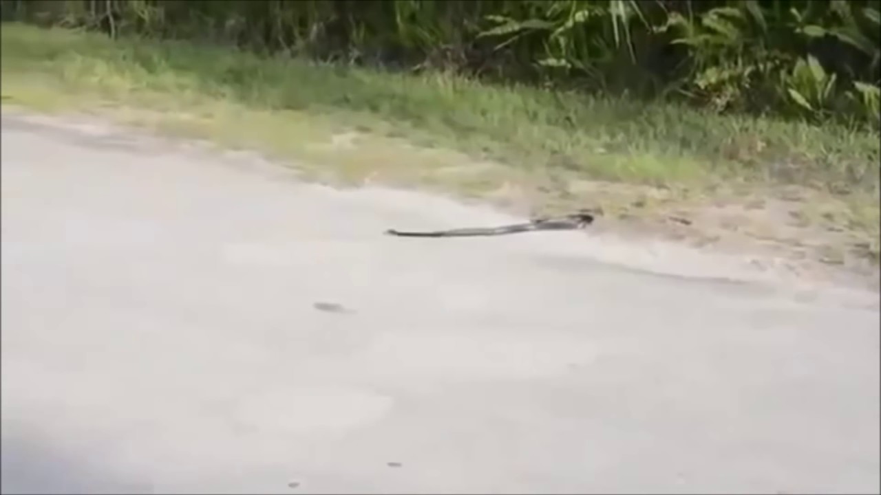 Chief Keef - Faster Prod. FlavorBeatz (Snippet) [Unreleased 2013]