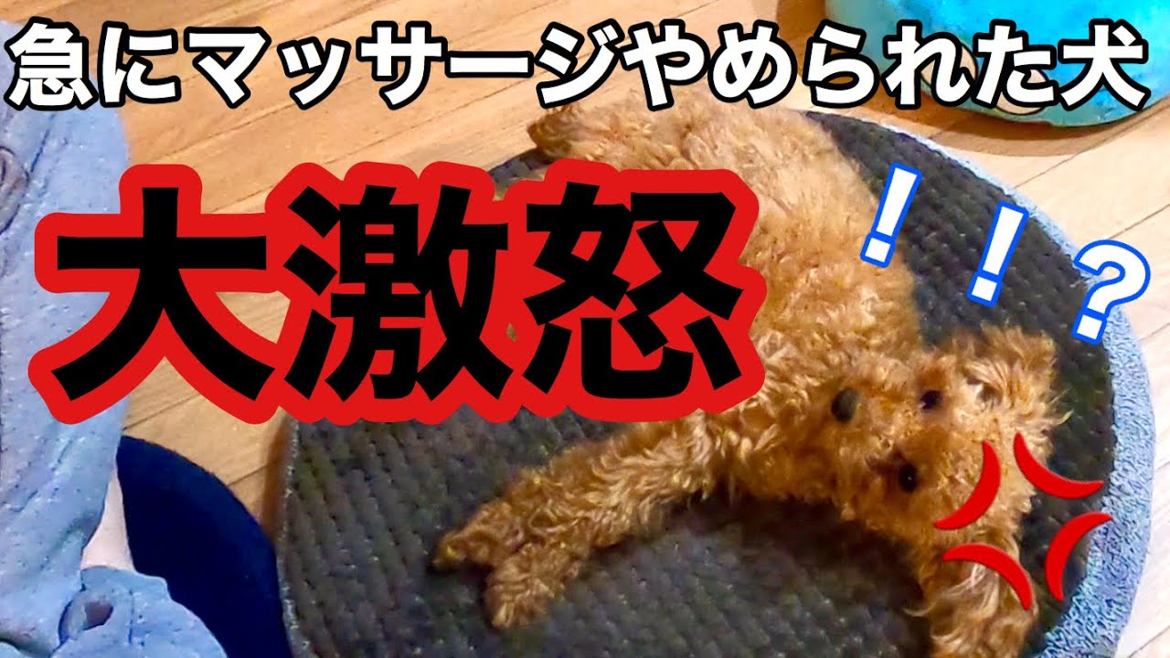 マッサージをやめたら怒りだす犬がかわいいwww 動物がかわいいyoutube動画はここだ