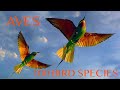 100 bird species by Aves - 100 видов птиц от AVES - Конкурс | Film Studio Aves