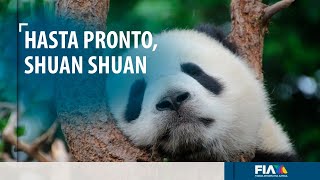 ¡Adiós a Shuan Shuan! Murió la panda gigante más longeva del mundo, fuera de China