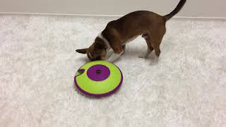 Maze Treat Activity Toy for Dogs, Mind Stimulation