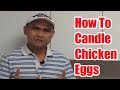 HOW AND WHY TO CANDLE CHICKEN EGGS| EGG CANDLING(@ChickenTour )