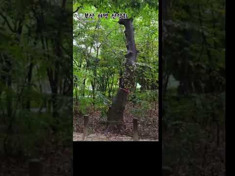 함양상림공원 #천년의숲 #최치원 #함양여행 #자연힐링 #숲속산책 #피톤치드 #가을단풍 #여름휴가지 #연꽃단지 #역사탐방 #자연과역사 #경남여행 #가족여행지 #데이트코스 #인생샷명소