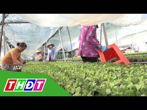 Video Nông dân Sa Đéc tăng thu nhập từ việc bán cây hoa... - youtube