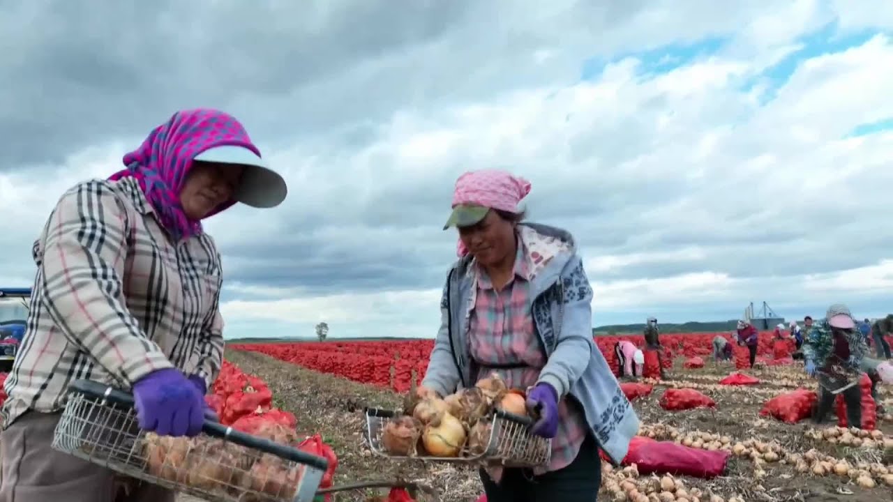 黒竜江省寧安市でタマネギ豊作 YouTube