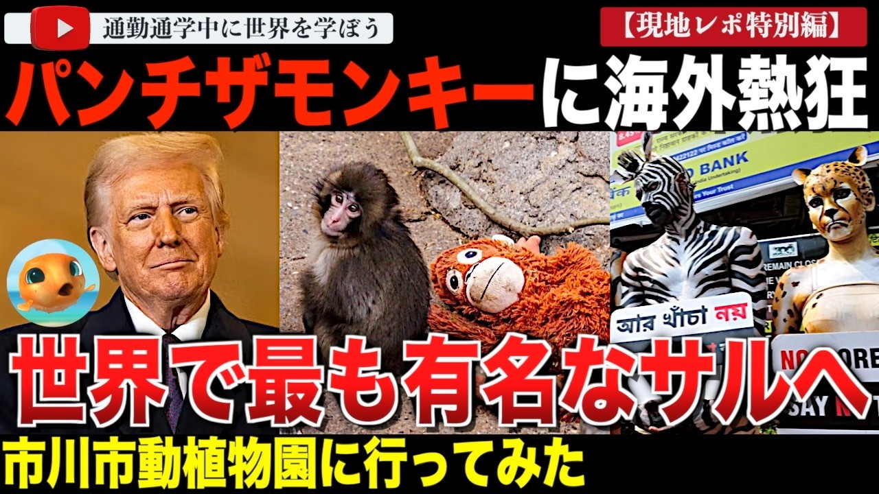 【現地レポ】世界で大人気パンチくんに会いたい！プク太が市川市動植物園に赴き、現地の状況と動物権利団体の騒動など、海外での最新情報を総まとめ！