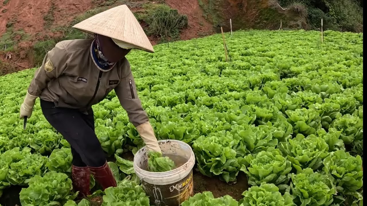 Ведро с водой для макания овощей стало причиной споров в Далате, высказываются фермеры Далата.