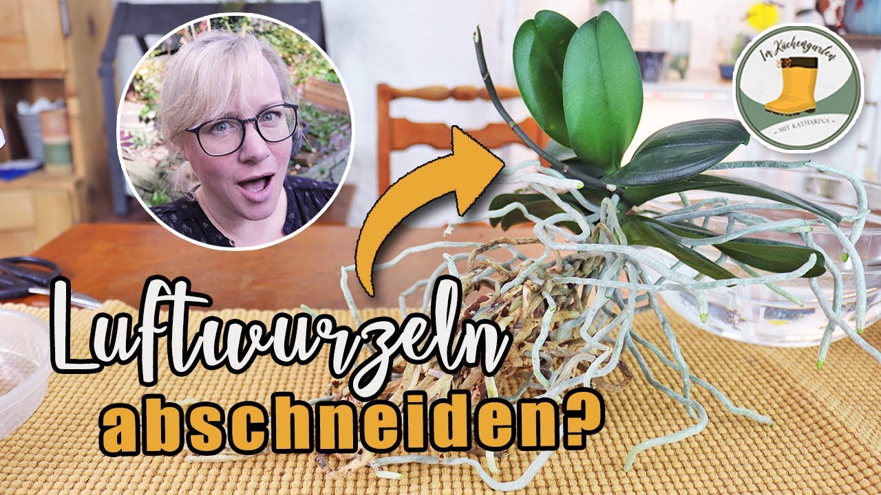 🌺 Luftwurzeln bei Orchidee abschneiden oder einpflanzen - was tun? 💡☝