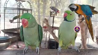 Macawparrot, Rose Ringed Parakeet, Alexandrine Parrot