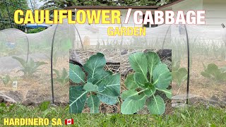 Cauliflowercabbage Garden Update Hardinero Sa Canada