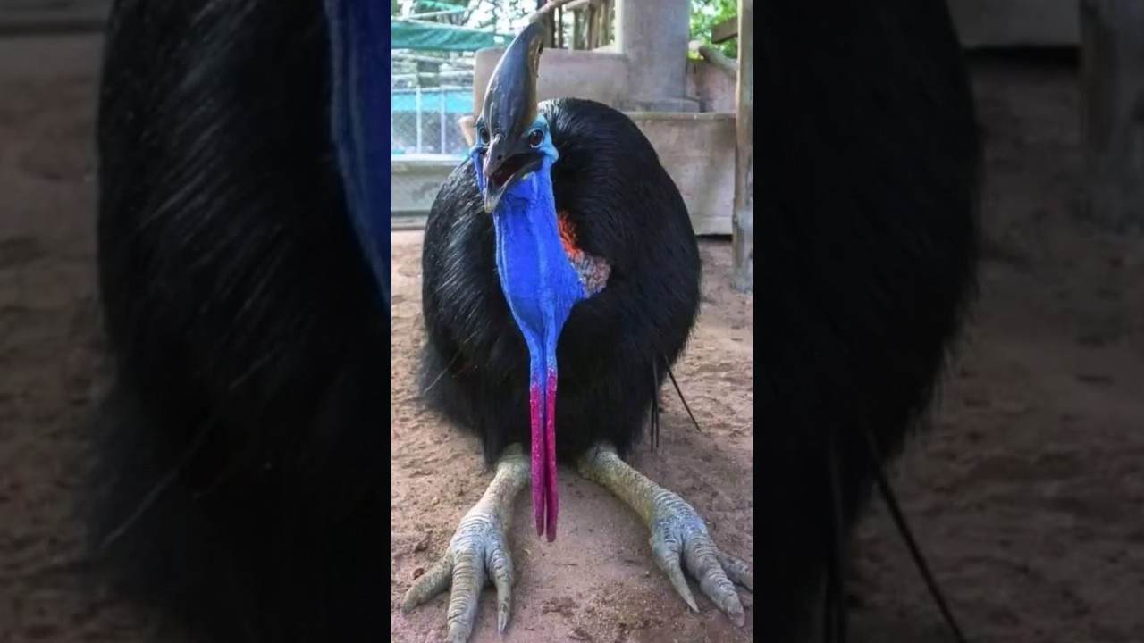 World's Most Aggressive Bird 🦖 Witness The Cassowary's Striking Power! 