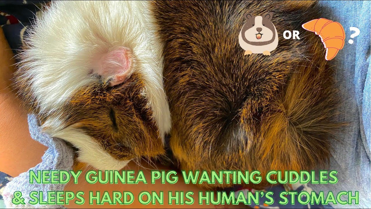 needy guinea pig snuggling his human YouTube
