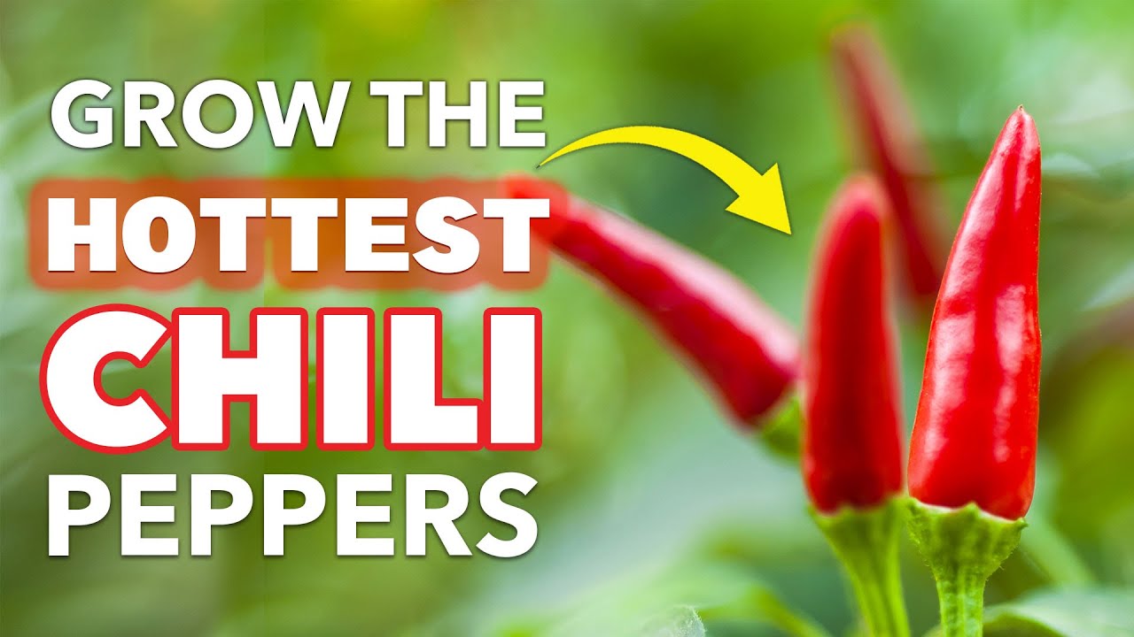 How To Grow Chilli Peppers