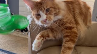Fluffy Cat plays with his Green Toy by Tony Katz 421 views 1 month ago 1 minute, 2 seconds