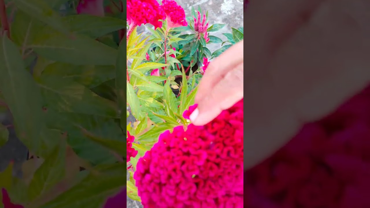 Cockcomb care and tips |new plant | 