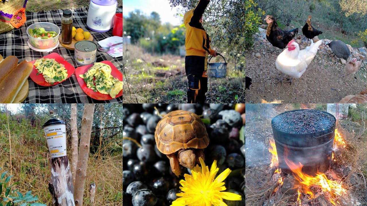 فلوڨ مبهج 💙  قطف الزيتون مع عائلتي | VLOG FAMILY