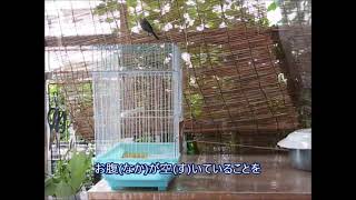 シジュウカラの巣箱570 571 2020 0620 0621 チチチを救え 38 39 屋外初飛行 3 庭に出てチュンチュンに接近