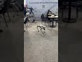HMI2026 Unitree 4 leg robot jumping around