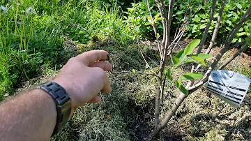 Which serviceberry has the best fruit?