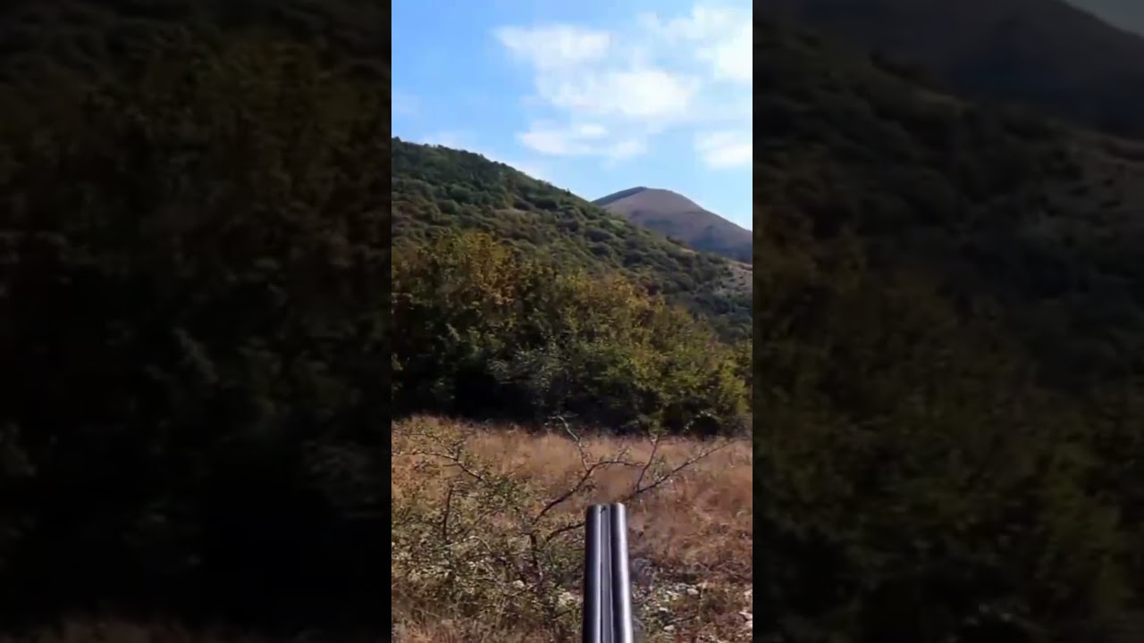 Охота ружье Sauer 16 кал. 