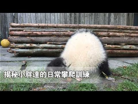 《熊貓早晚安》揭秘小胖達的日常攀爬訓練 | iPanda