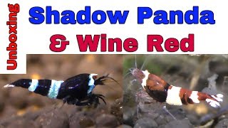 SHADOW PANDA and WINE RED Shrimps - inboxing and water testing - Plamski Line
