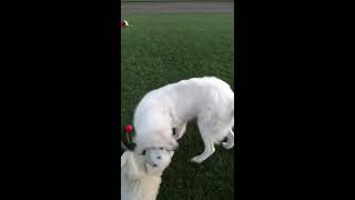 VID_20170705_210702341.mp4