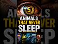These Animals Have NEVER Slept — Not Even Once 😱