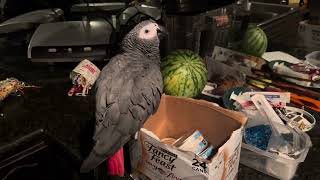 SMARTEST Parrot Demands His Favorite Canned Cat Food