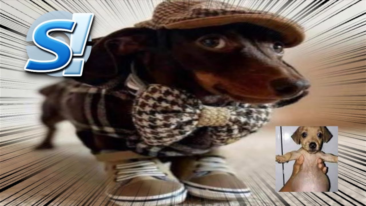 🐈 WHAT THE DOG DOING 🐈 in Pokemon Showdown (🐈)