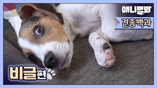 3대 악마견이라 불리는 비글.. 아이들과 함께 키워도 될까요? ㅣCan We Raise One Of Three Devil Dog Breed, Beagle Dog?