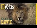 Meet the Lion Named ‘Scarface’ and His Lethal Pride | Nat Geo Wild