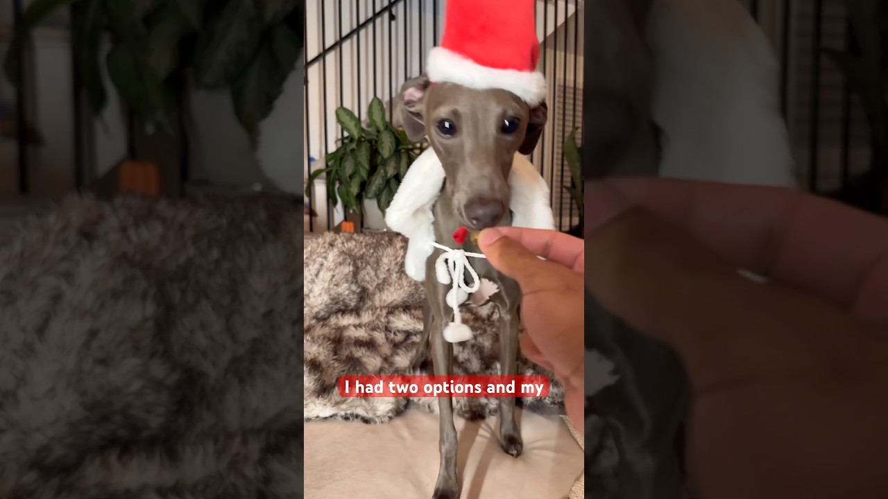 Rumor’s got the holiday pawty planning covered 🎄🐾 