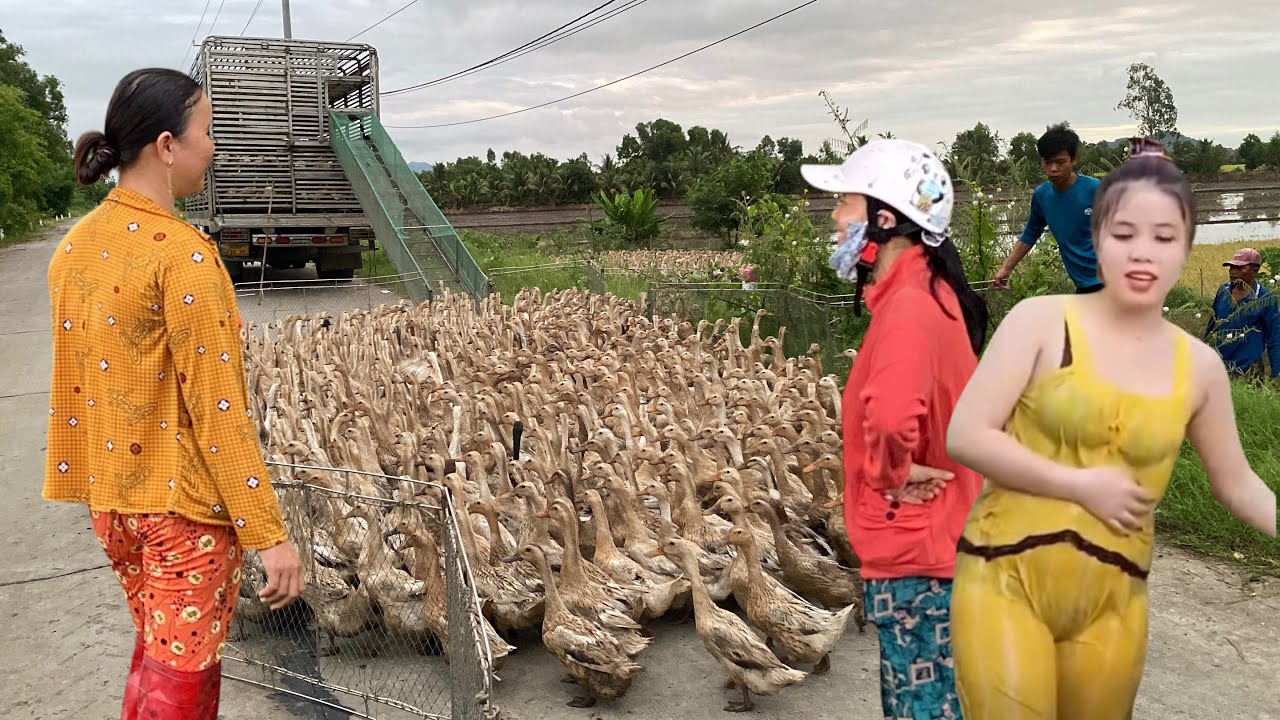 Close-Up: Ducks Being Moved to the New Rural Area by Truck | Real Countryside Scene | Huong FarmVlog