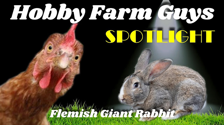 Flemish giant rabbit for sale michigan