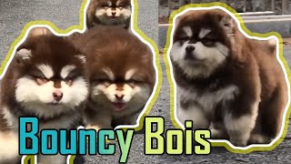 Fluffy Alaskan Malamute Puppies Bounce Your Stress Away V