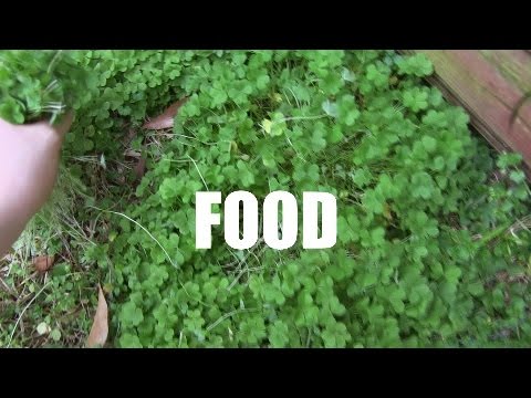 Eating clovers | They&rsquo;re edible!