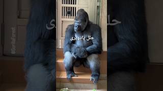 حلل_يا_دويري