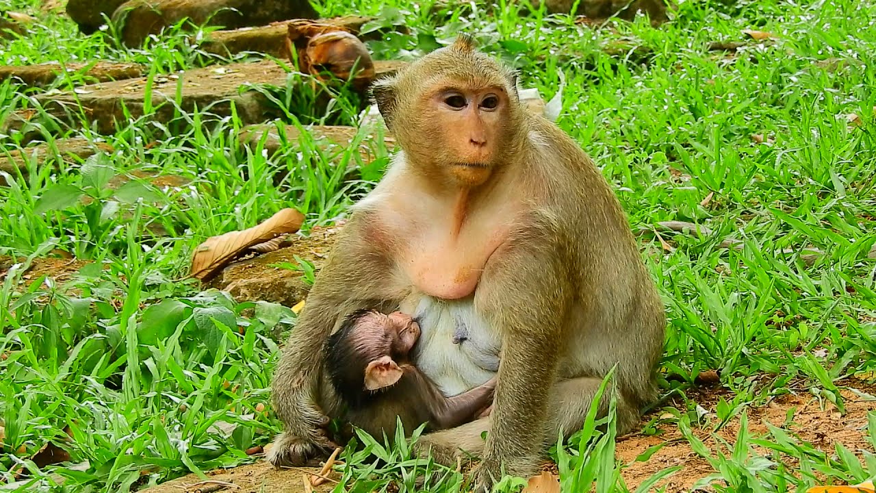 notary public Block Milk ! So Hungry Milk baby Danila, One Milk Is Not Full But Danila Try Both