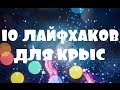 10 лайфхаков для крыс.