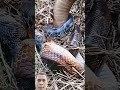 #Short video #snake #cobra #wildlife #kingcobra
