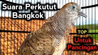 SUARA BURUNG PERKUTUT BANGKOK BAGUS UNTUK PANCINGAN PERKUTUT LAIN AGAR BUNYI 