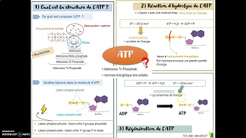 Quel est le rôle de l'ATP ?