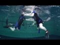 Aquathlon or underwater wrestling - Акватлон или подводная борьба