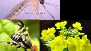 Evolution Theory AND Fact  (cdk007 mirror)