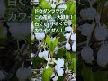 ドウダンツツジ、この花が大好きだ。#ドウダンツツジ #花 #大好き