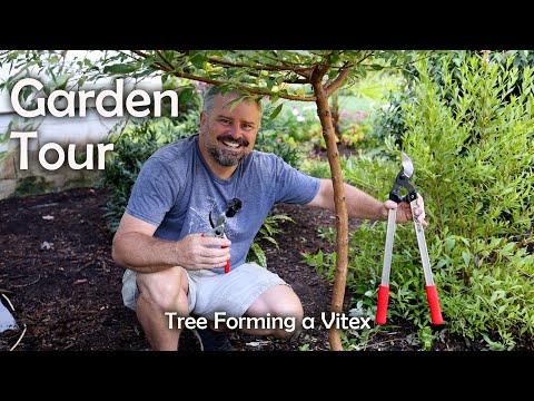 Video: Kuisbomen snoeien - Hoe en wanneer kuisbomen snoeien